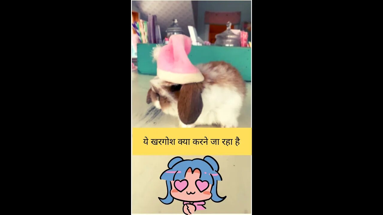 यह खरगोश क्या करने जा रहा है🤔what is this rabbit going to do👈