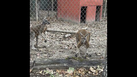 Kangaroos fighting