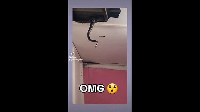 SNAKES 🐍 IN THE CEILING