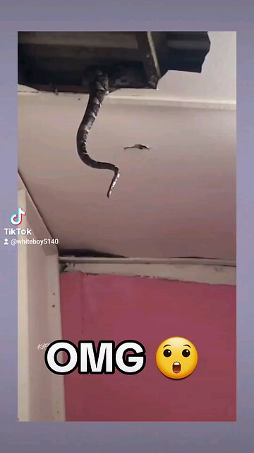 SNAKES 🐍 IN THE CEILING
