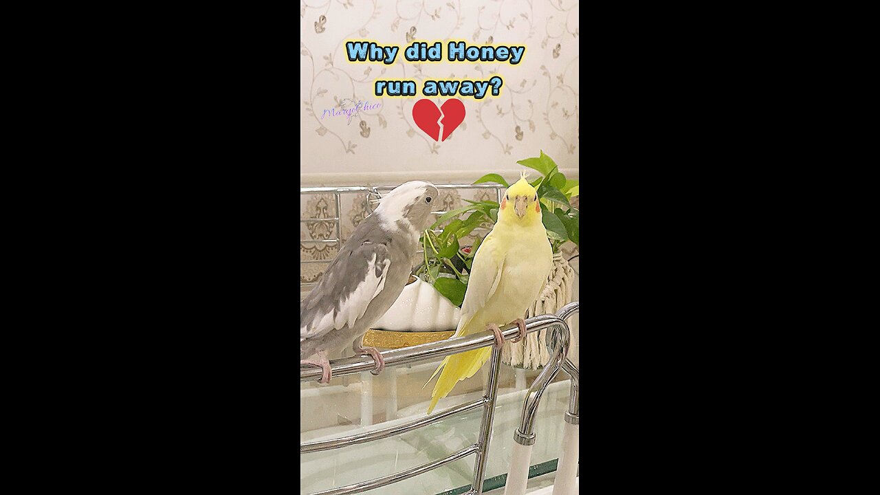 Why did honey runs away? #shorts #cockatiel