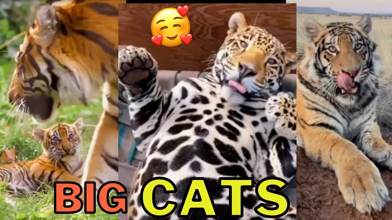 Big Cats Compilation Vol. 3 - Lions, Tigers, and Jaguars...Oh, My...Cats Will Be Cats