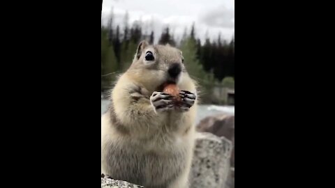 Epic Chipmunk Moment.