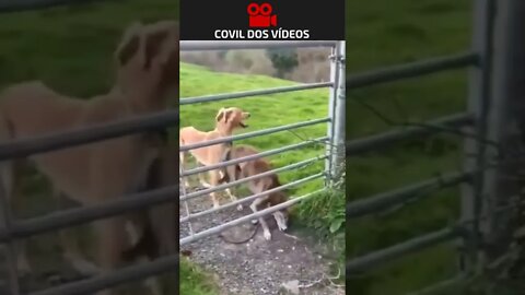 cachorro pulando a cerca