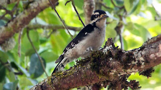 Downy Woodpecker