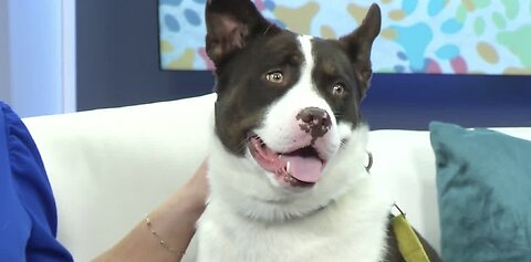 Pet of the Week: KitKat