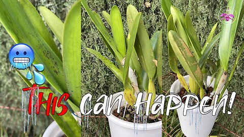 Winter Orchid Care: Quick Tips & Troubleshooting | 1 Orchid 6 Symptoms to be Aware of #ninjaorchids
