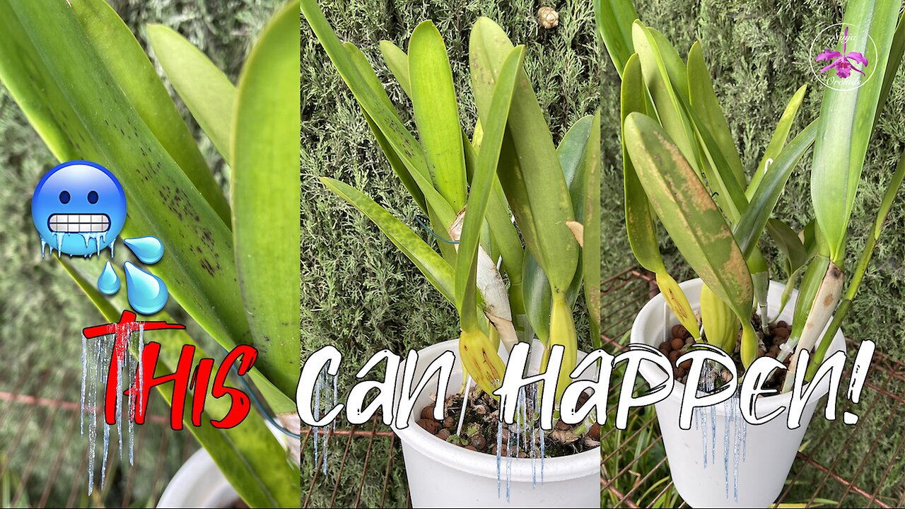 Winter Orchid Care: Quick Tips & Troubleshooting | 1 Orchid 6 Symptoms to be Aware of #ninjaorchids