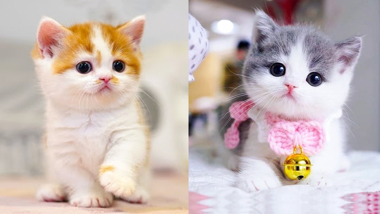 Funniest Cats And Dogs Videos😂 - Best Funny Animal Videos 2023😅