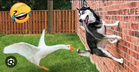 New funny animals😂 funniest cats and dogs video🐈🦮