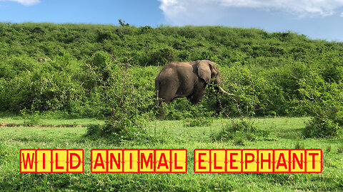 Elephant viral video