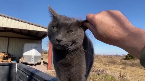 Horses Using The Wind To Find Food Like They Find Predators - Mokey Visits