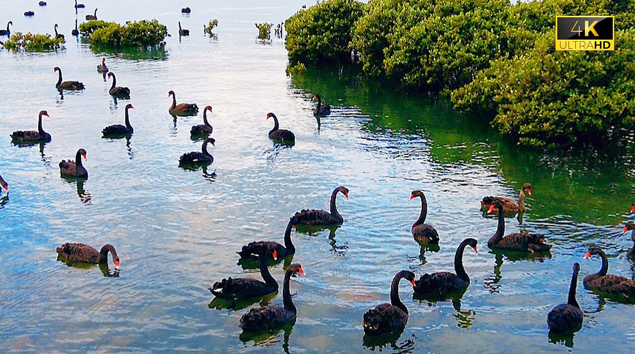 4K Come With Me and Explore WesternPort Bay at Hastings to Find Pelicans #ShowUsYourSteak