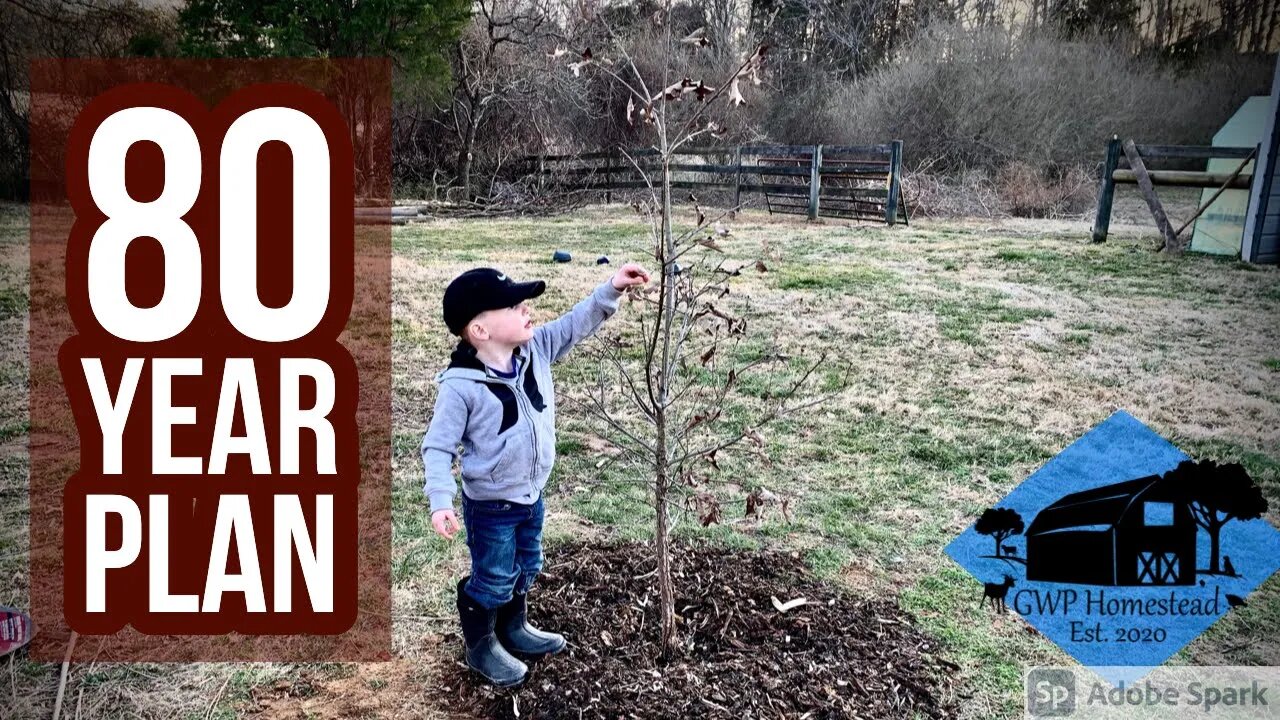 Transplanting an Oak Tree from my Ancestral Home