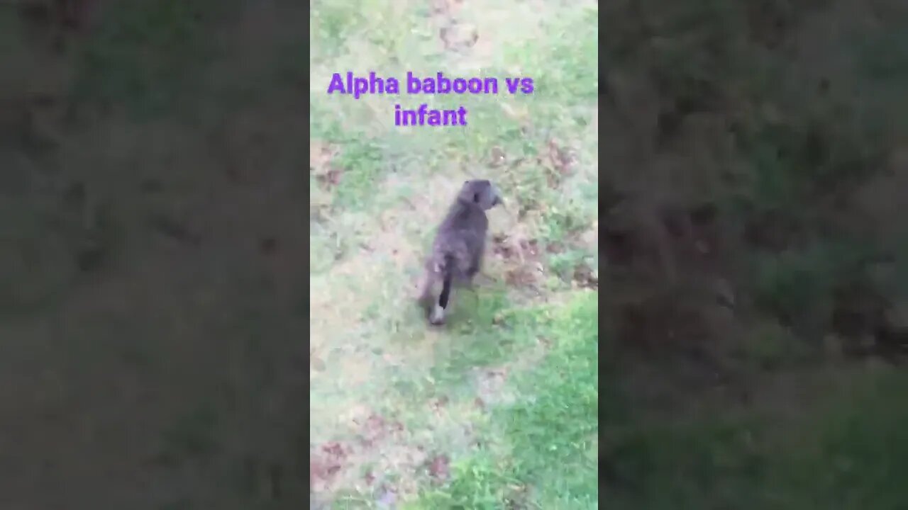 Baboon fight#shorts #viral #animallover #babon #baboonsave subscribe for more πΏπ¦ππ