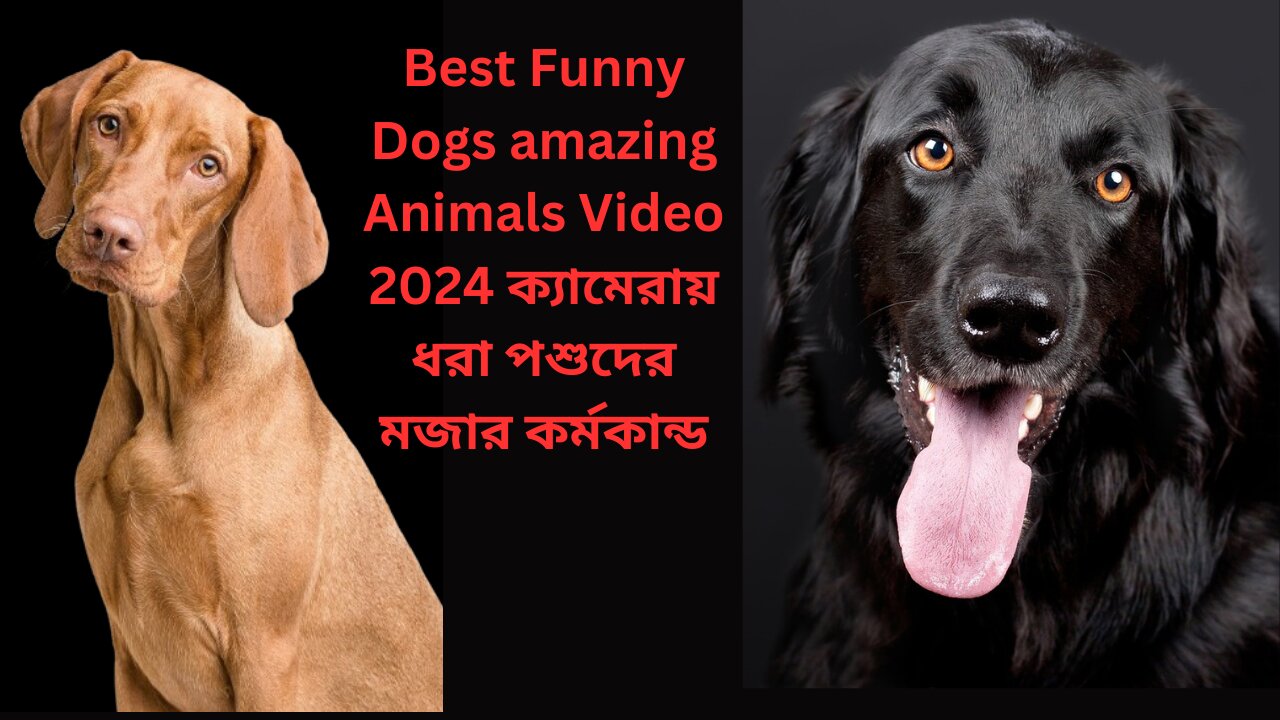 Best Funny Dogs amazing Animals Video 2024 ক্যামেরায় ধরা পশুদের মজার কর্মকান্ড