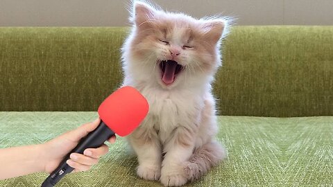 Funniest Animals Video 2023