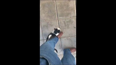loves pet