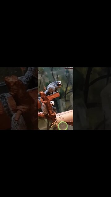 I have no idea what these are called but they’re cute