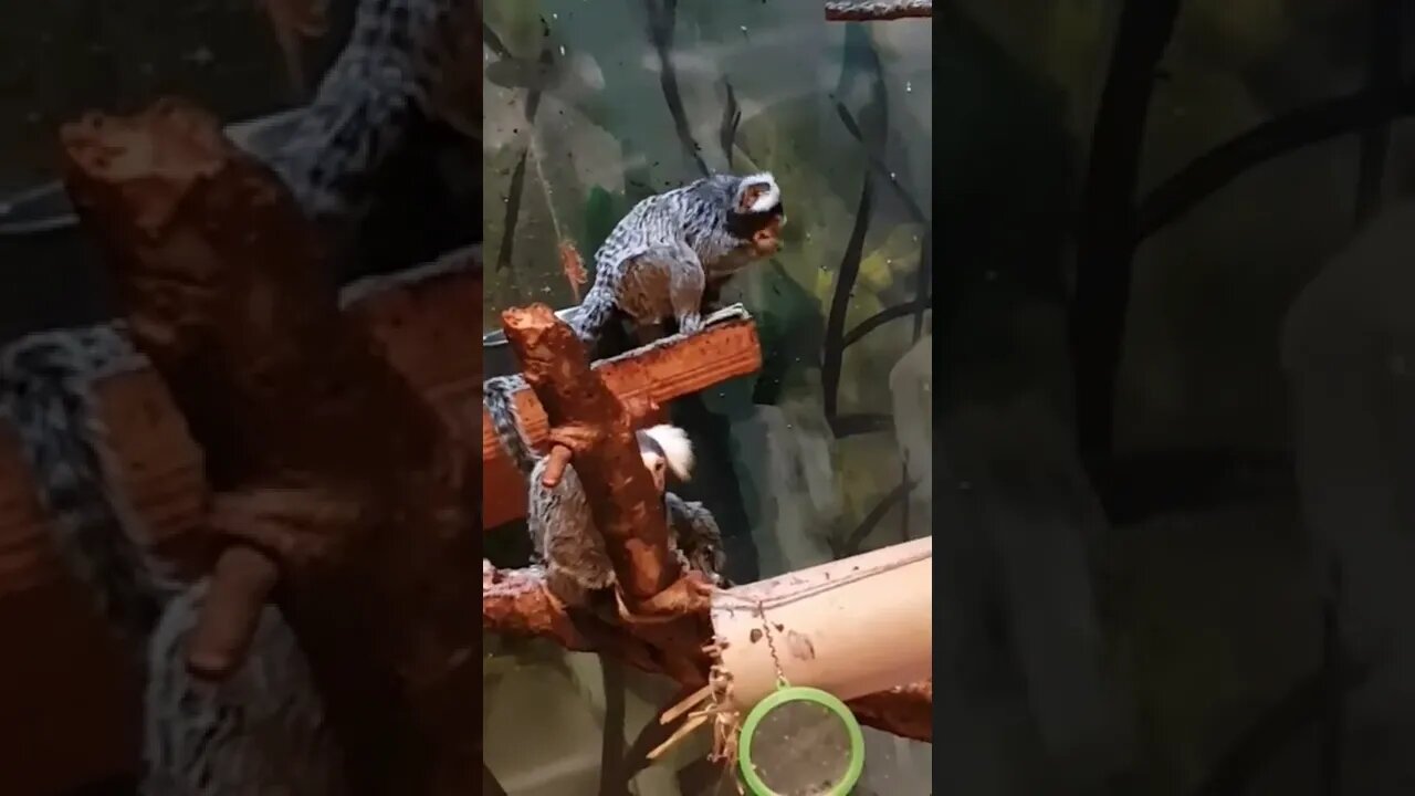 I have no idea what these are called but they’re cute