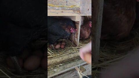 #farmlife #shorts