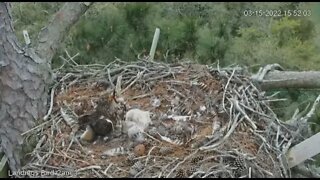 Red-tailed Hawk Attacks Nest-Cam Three 🦉 3/15/22 15:52