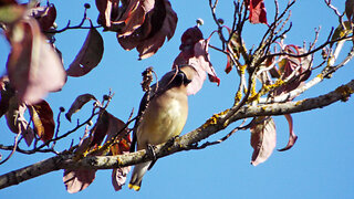 Cedar Waxwing