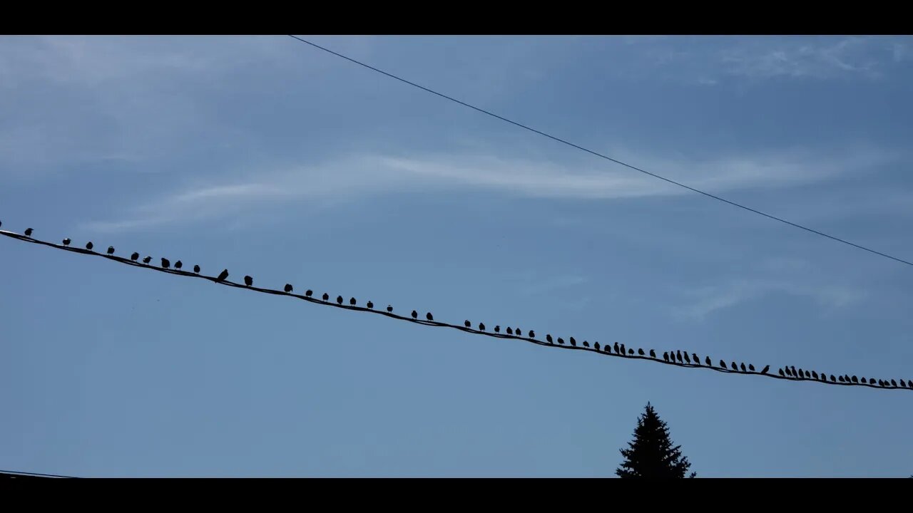 A school of birds