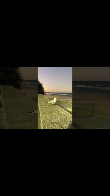 Surfers Paradise Beach | GOLD COAST