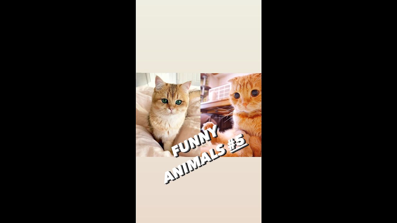 FUNNY ANIMALS, CATS, DOGS AND OTHERS №5