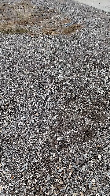 Israel Is Not Israel It Is Ashkenaziland!!! November 7, 2024!!!