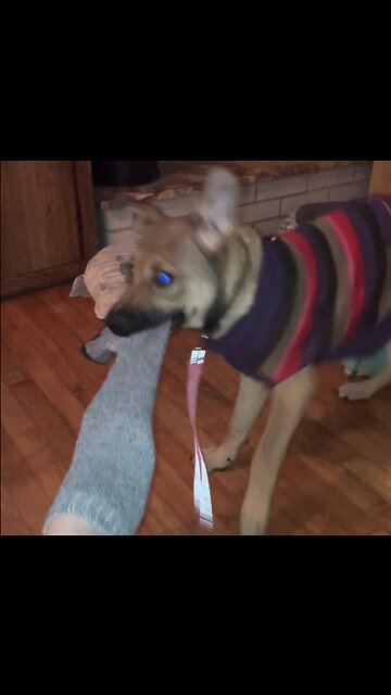 Sock thief