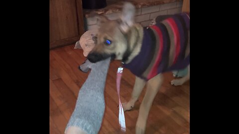 Sock thief