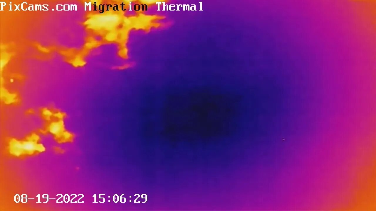 Two hawks soaring - Thermal Camera View - 8/19/2022