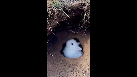 Bunny wants to build his own house