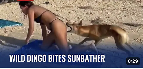 Australia: Dingo bites sunbathing tourist in Queensland