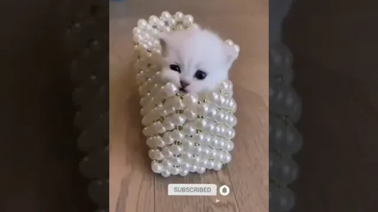 cute cat videos 😹 funny videos 😂 960 😻#shorts #shortsfunny #cutecat #catvideos #cats #catscare #cat