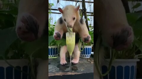 New Farlight 84 Syfer شخصية اصبحت خارقة