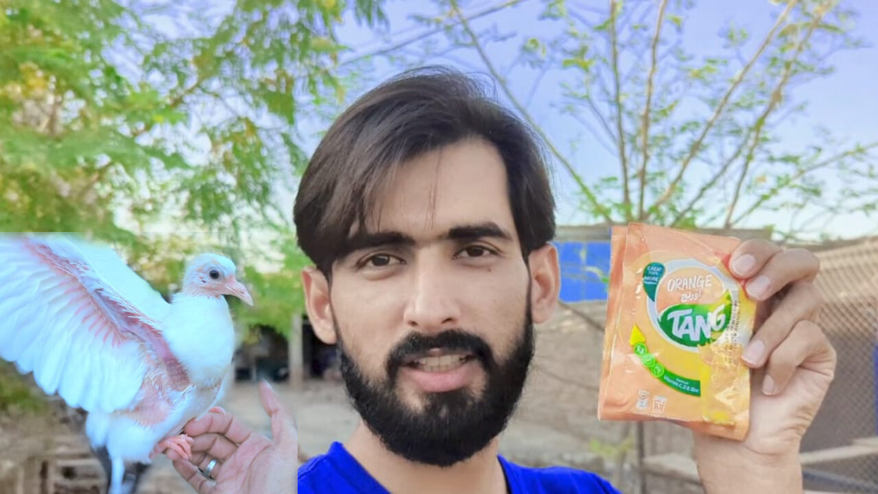 BIRDS KO TANG WALA PANI PILA DIYA | TANG |