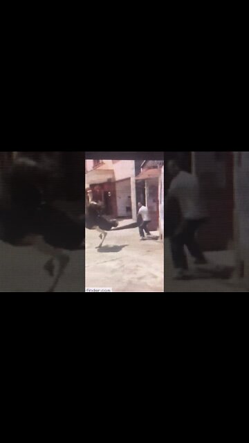 Free Bird [Funny Video]