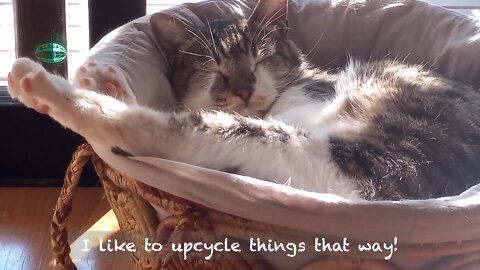 Basking cat in a basket