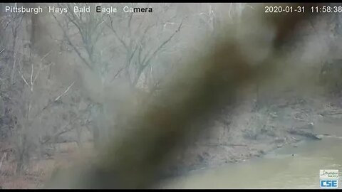 Pittsburgh Hays Eagle cam pan 2020 01 31 1154AM