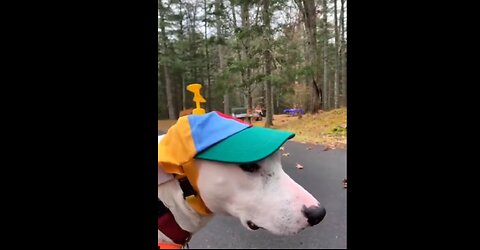 Try not to laugh Funny animals