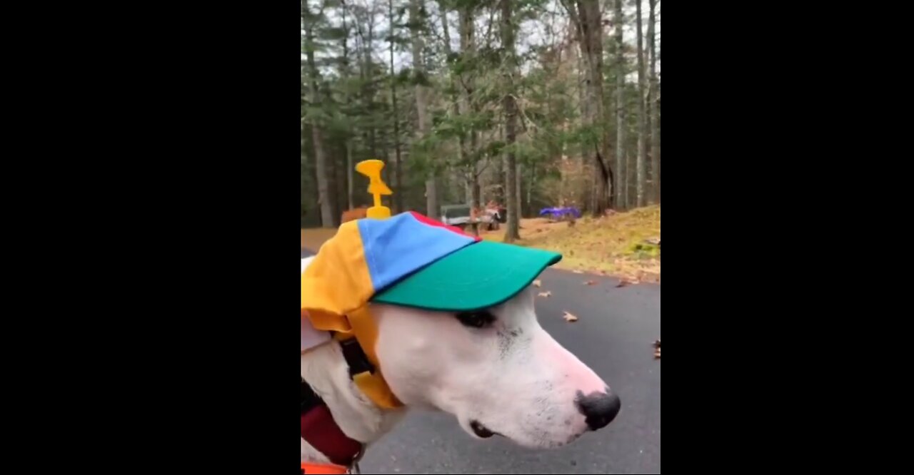 Try not to laugh Funny animals