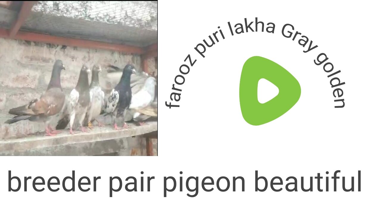 Lakha pair gray pair zira pair pigeon beautiful breeder pair