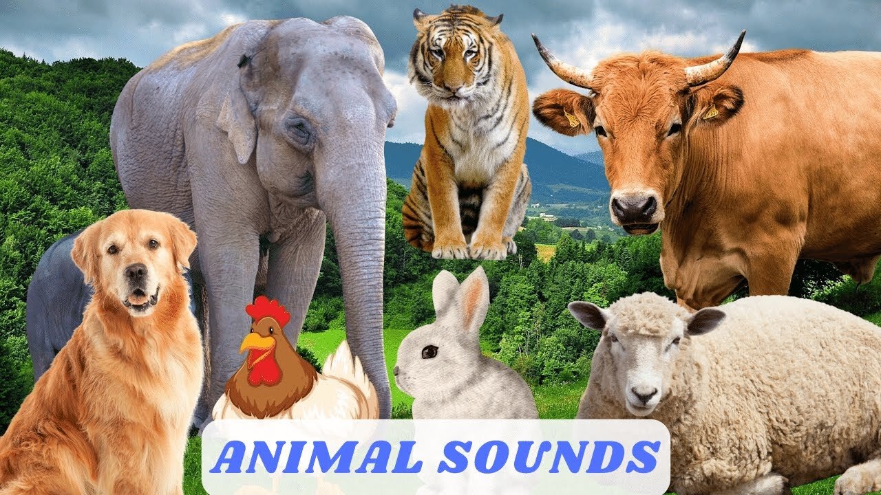 Funny Animal Sounds: Zebra, Giraffe, Panda, Dog, Tiger,Elephant Cute Little Animal by 🐓Singing cock🐓