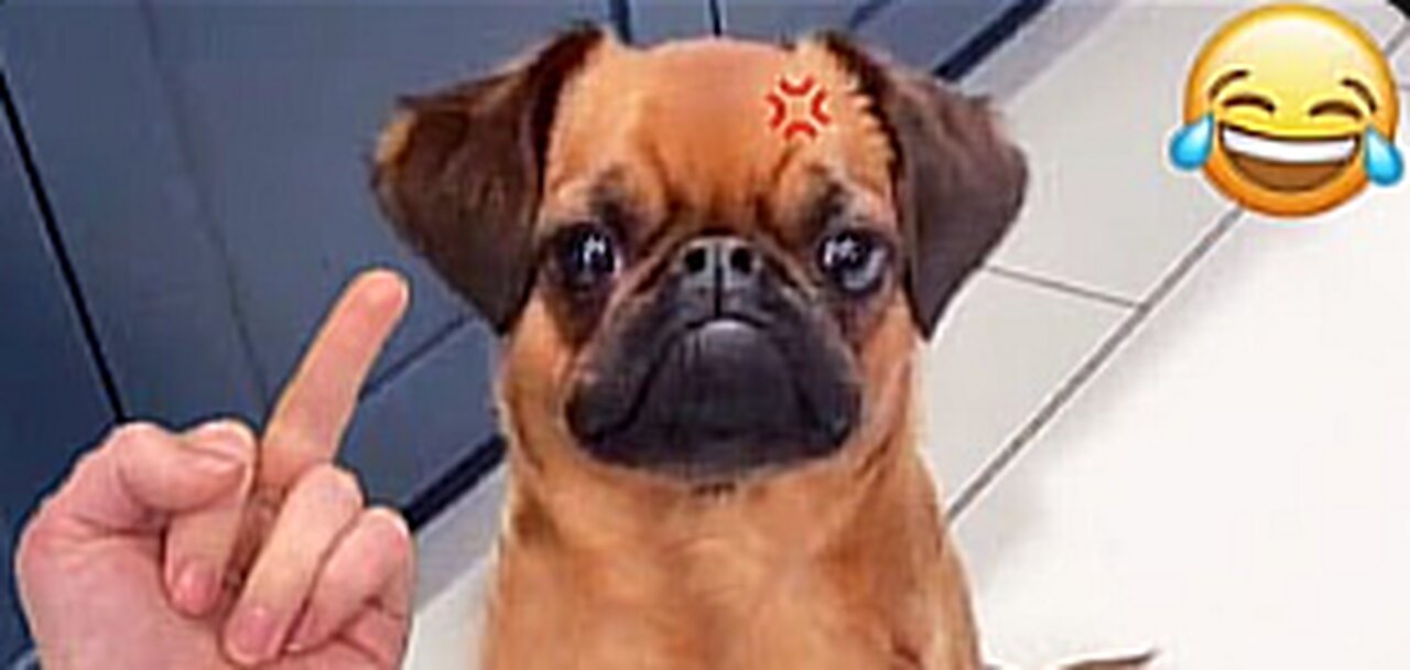 Super Funniest Animals 2023 - Funny Cats & Dogs - Funny Animals Video