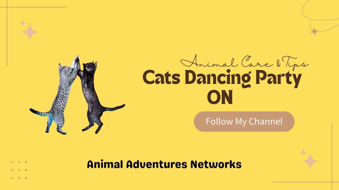 Cats Dancing party