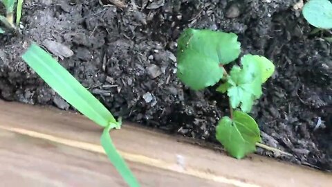 How to Root your Leaves to make more plants | It’s simpler than you think 🤔