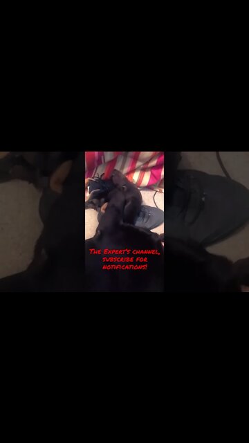 #Labrador is resting up for tonight’s show! #Shorts #shortsvideo